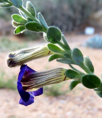 Peliostomum virgatum leaves and flower profile