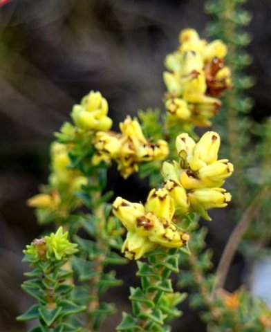 Penaea mucronata flowering stem-tips