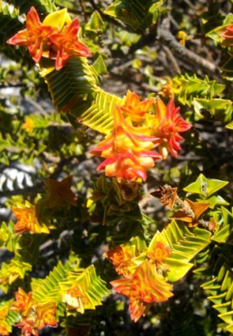 Penaea mucronata colourful stem-tips
