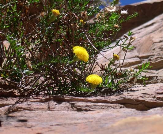 Pentatrichia integra flowerheads