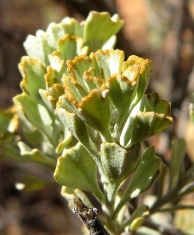 Pentzia dentata leaves
