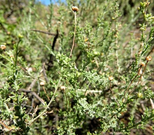 Pentzia incana dry flowerheads