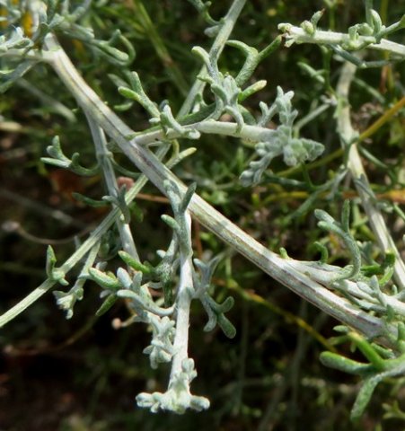 Pentzia incana stems and leaves