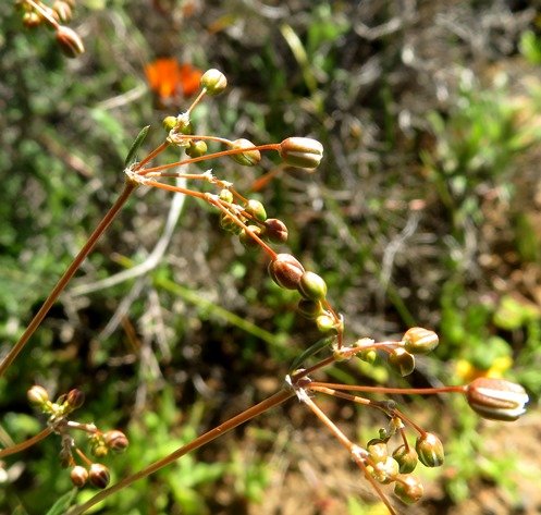 Pharnaceum aurantium, muggiegras