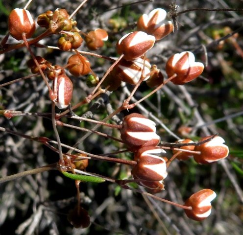 Pharnaceum aurantium no petals