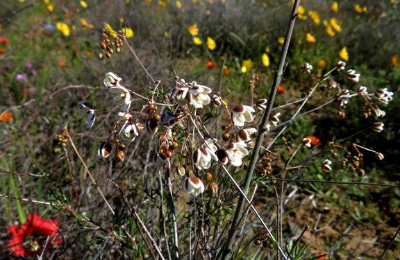 Pharnaceum aurantium
