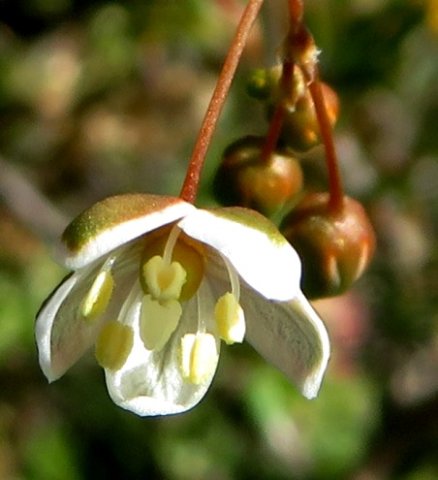 Pharnaceum aurantium anthers and stigma