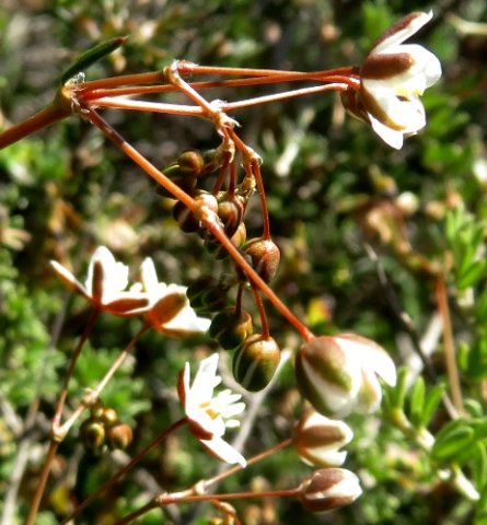 Pharnaceum aurantium complex inflorescence structure