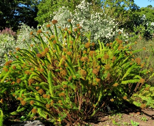 Phymaspermum acerosum