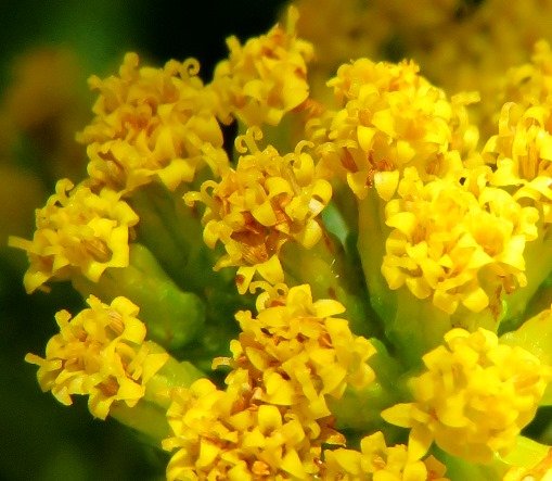 Phymaspermum acerosum disc florets