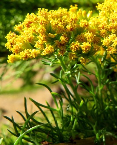 Phymaspermum acerosum flowerheads of the geelblombos
