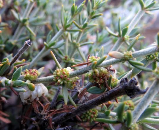 Pollichia campestris flowers