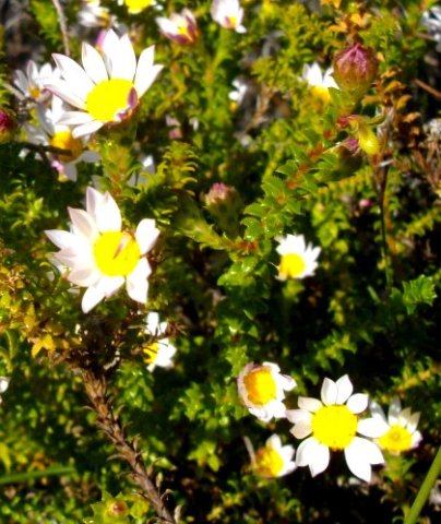 Polyarrhena reflexa