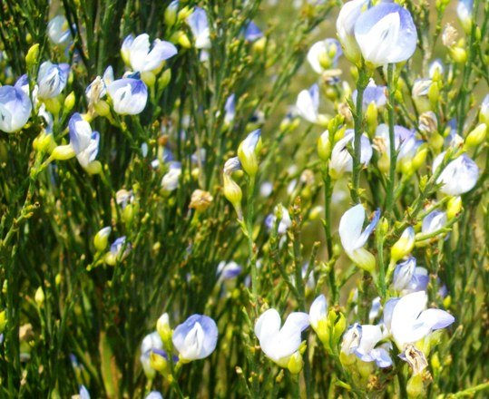 Psoralea aphylla