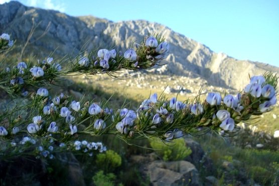 Psoralea sordida
