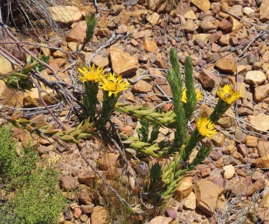 Relhania calycina
