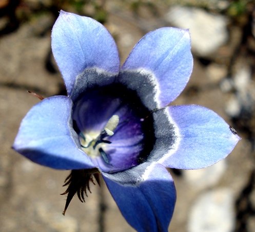 Roella ciliata 
