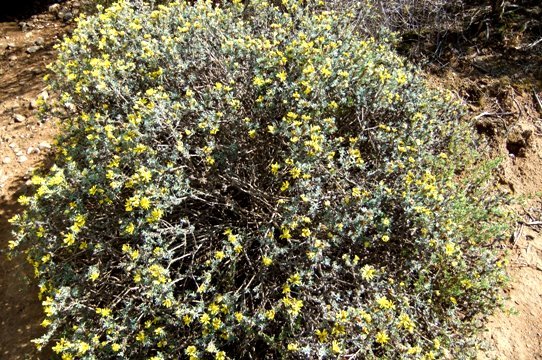 Rosenia humilis