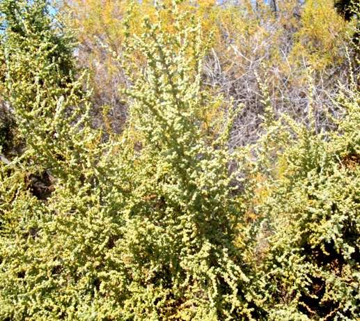 Salsola aphylla