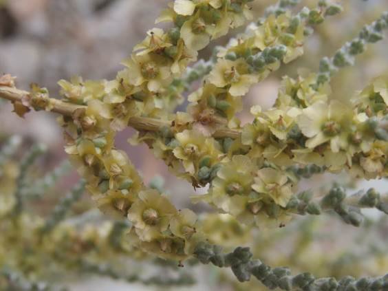 Salsola aphylla, more fruits than flowers