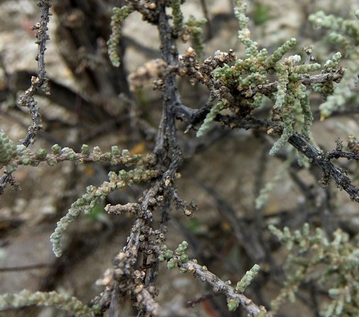 Salsola tuberculata old bases, young tips