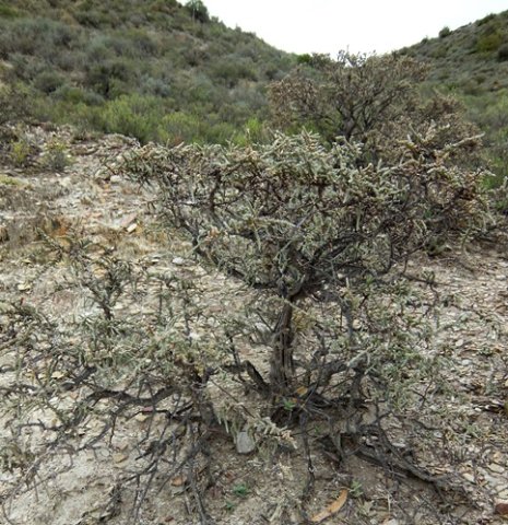 Salsola tuberculata