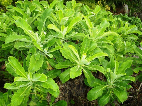 Scabiosa africana