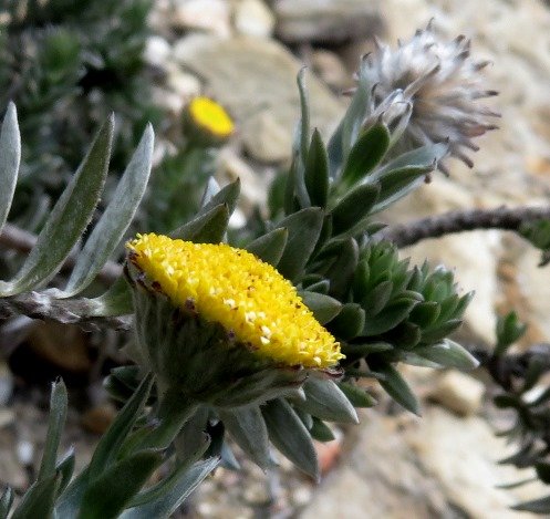 Schistostephium umbellatum flowerhead cup or involucre