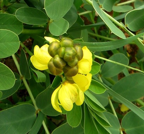 Senna italica subsp. arachoides