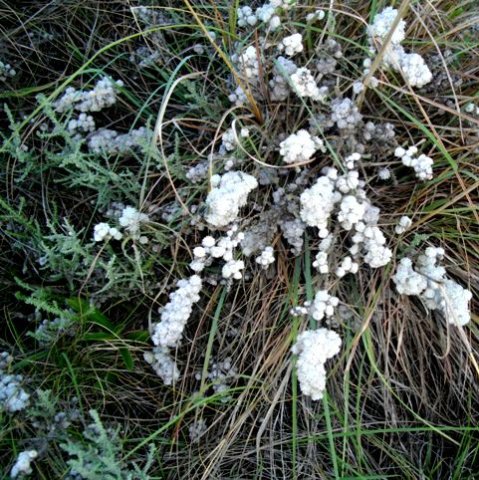 Seriphium plumosum