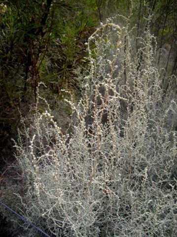 Seriphium plumosum small leaves and flowers