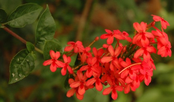 Ruspolia hypocrateriformis var. australis