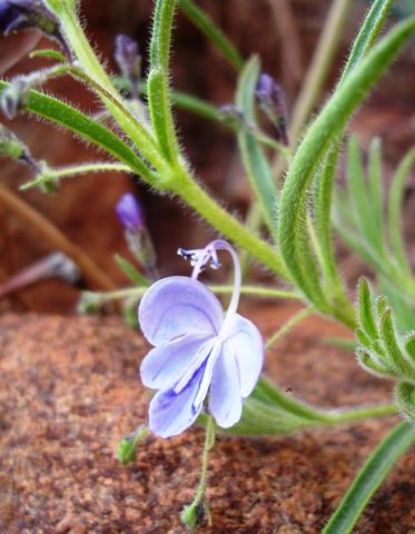 Rotheca hirsuta