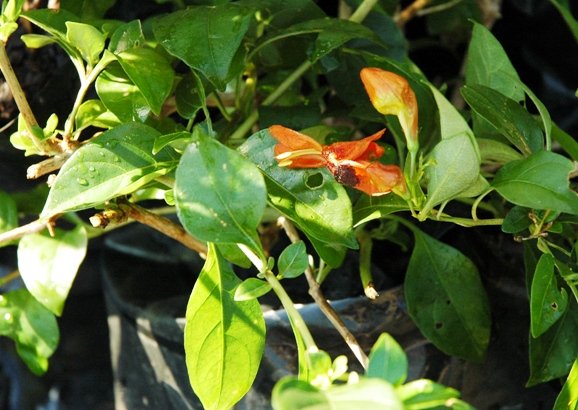 Ruttya fruticosa