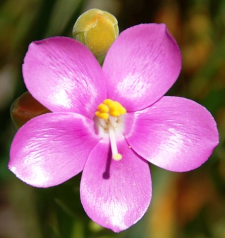 Orphium frutescens flower and buds