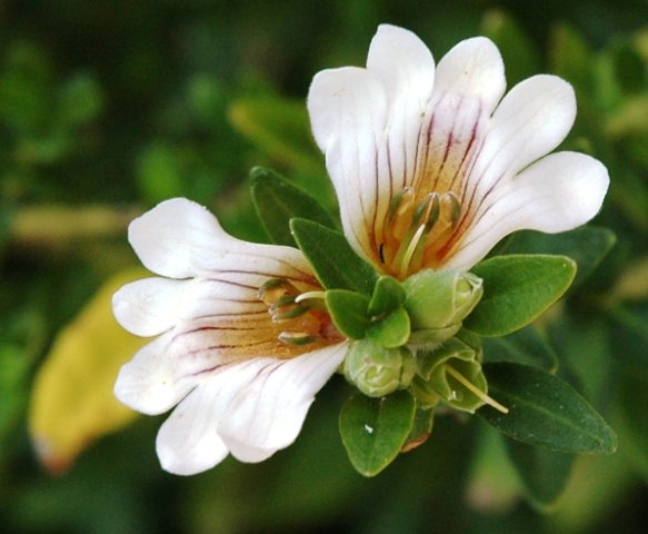 Sclerochiton odoratissimus 