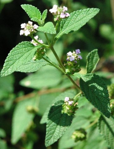 Lantana rugosa