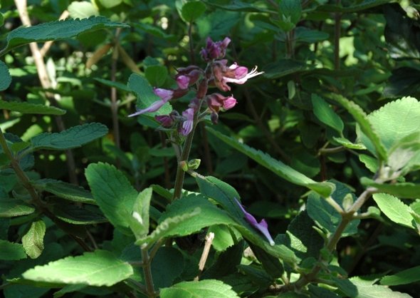 Syncolostemon obermeyerae