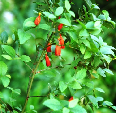 Halleria elliptica
