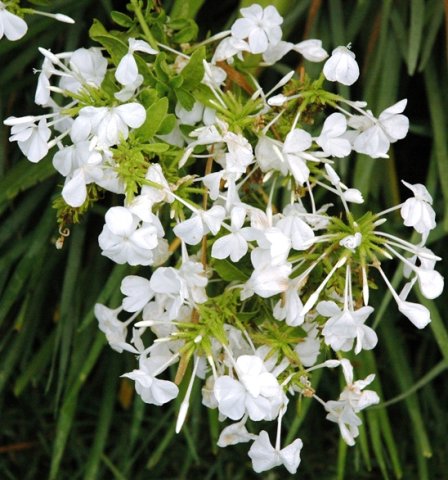 Plumbago zeylanica