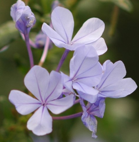 Plumbago auriculata