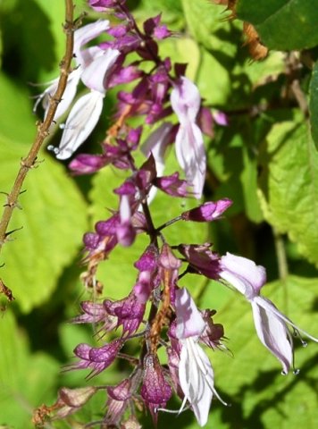 Ocimum labiatum