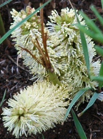 Elephantorrhiza elephantina flower spikes
