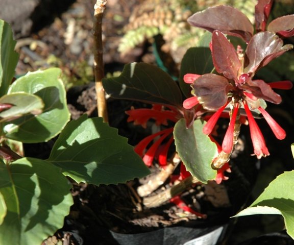 Dermatobotrys saundersii 