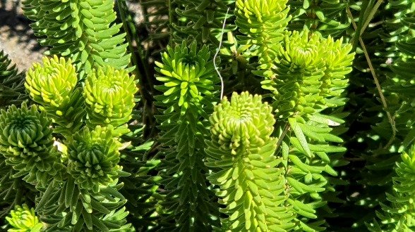 Stilbe vestita leaves