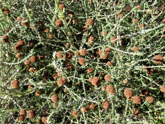 Stoebe capitata