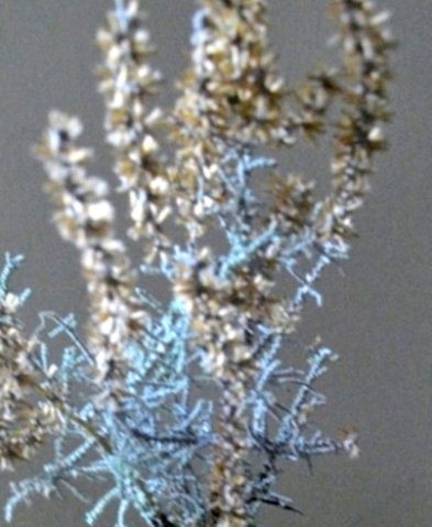 Stoebe cinerea  