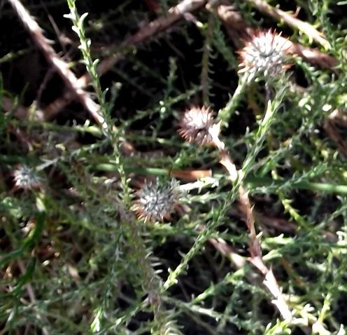 Stoebe incana stems and leaves