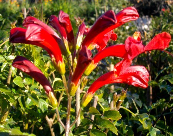 Tecomaria capensis red flowers