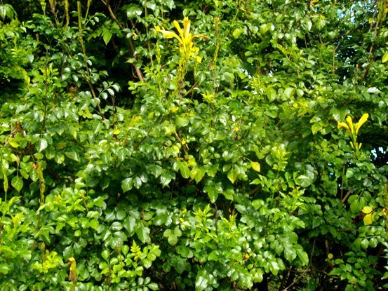 Tecomaria capensis